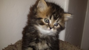 ADORABLE Persian Kittens for Sale
