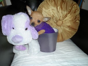 Tiny Female Chihuahua for Sale