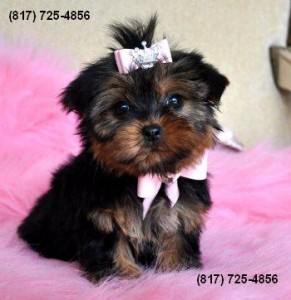 T-cup Yorkshire Terrier