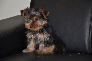 T-cup Yorkie Puppies