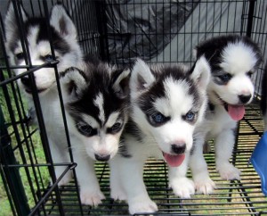4 Siberian Husky Puppies Available
