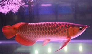 Super Red Arowana Fish And Many Others Available