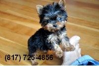 Tiny Teacup Yorkshire Terrier / Yorkie Puppy!