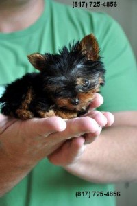 AKC Yorkie Extra Tiny Teacup for Sale