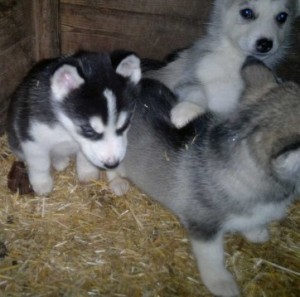 Clean Husky Puppies