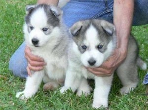 2 AKC registered Siberian Husky puppies