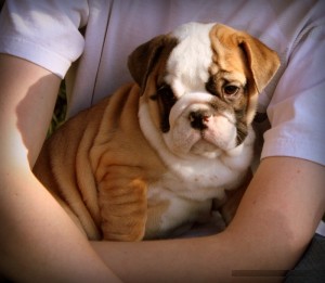 Affectionate English Bulldog Puppies Available