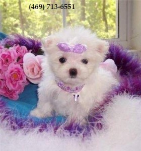 Cute and Lovely Teacup Maltese Puppies