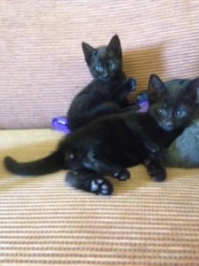 Russian Black Kittens Rare