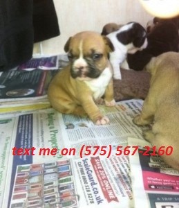 4 French Bulldog Puppies Available