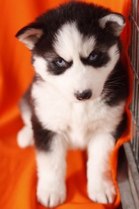 AKC Husky Puppies for Adoption