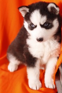 Affectionate Siberian Husky Puppies Available