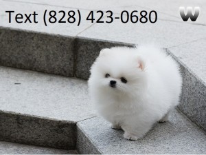 Adorable Pom Puppies Available