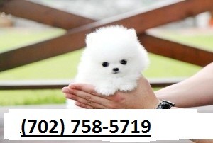 Pom Puppies Available