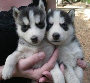 Husky Pups Available