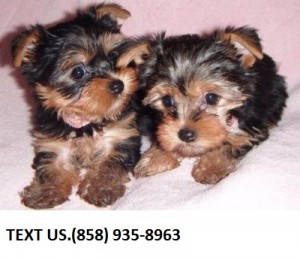 Cute Yorkie Puppies for You