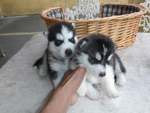 Cute Male and Female Husky Pups