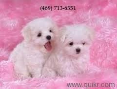 Adorable Teacup Maltese Puppies Available