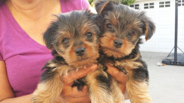 Three Teacup Yorkie Puppies Available