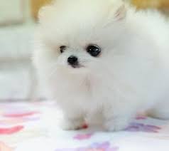 Pomeranian Dog for Adoption