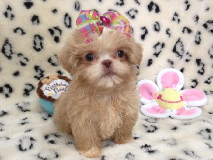 A stunning, imperial, female Shih Tzu!