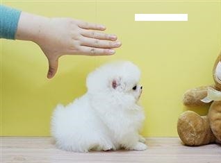 Cute Pomeranian Puppies for Rehoming