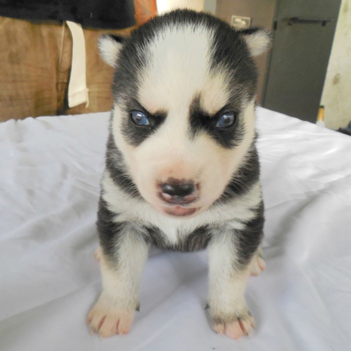 Beautiful Black and White Husky Puppy with Blue Eyes