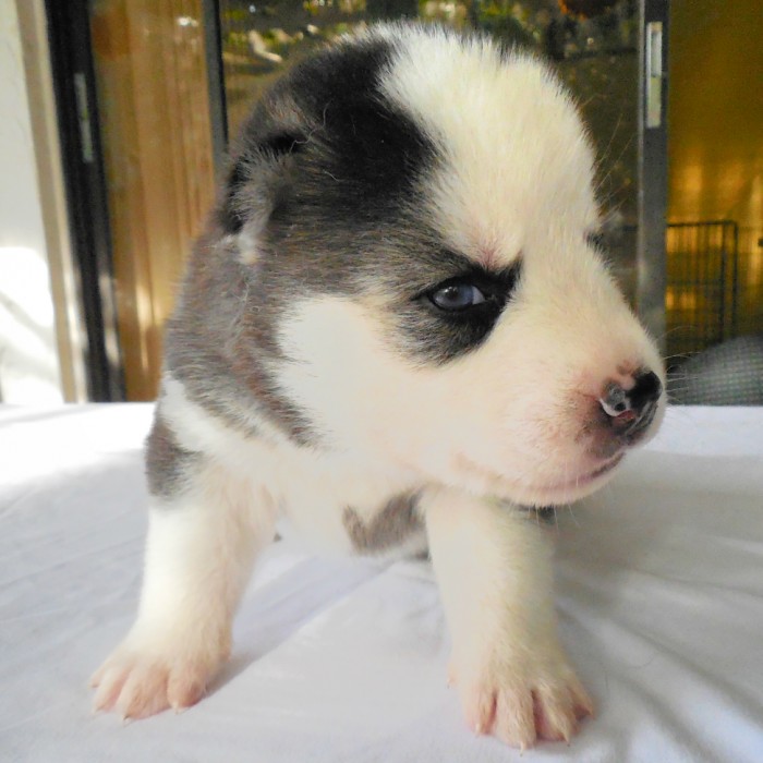 Beautiful Black and White Male Husky Puppy with Blue Eyes