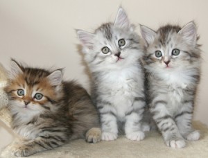 Beautiful Siberian Kittens Available