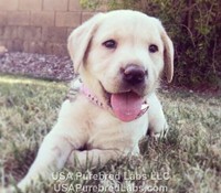 Purebred AKC Labrador Retriever Lab Puppies for Sale in Arizona AZ