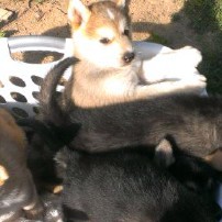 Puppies for sale - Alaskan Malamute/German Shepherd Mix
