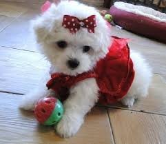 Charming Male and Female Teacup Maltese Pups