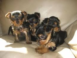 Top Quality Male and Female Yorkshire Terrier Pups