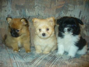 Pure Breed Pomeranian Puppies