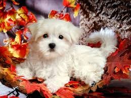 Stunning White Teacup Maltese Pup Available