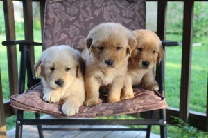 Two Gorgeous, quality AKC Golden Retriever puppies