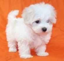 Standard size Teacup Maltese puppies