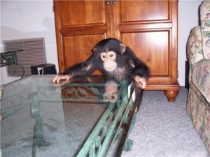 We do have 1 Male and 1 Female Chimpanzee monkey  for Re-Homing