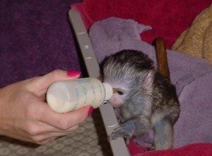 cream-brown white-face female baby Capuchin monkey for adoption,
