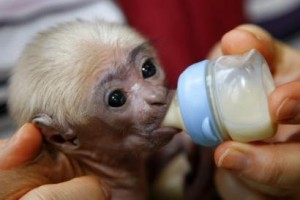 tamped baby capuchin monkey to a good home(babyrayandpatricia@yahoo.com)