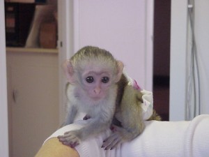 sweet babies capuchin monkeys for xmas present