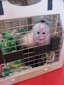 Xmas Potty Trained Capuchin Monkey waiting for your Love