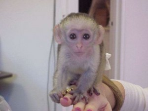 Adorable Xmas Capuchin baby for adoption.