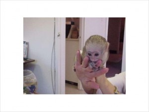 sweet babies capuchin monkeys for xmas adoption