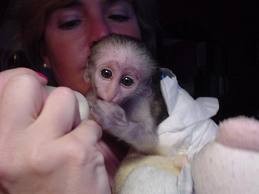 Tamed baby capuchin monkeys for free adoption
