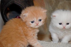 Cute Persian Kittens for free Adoption