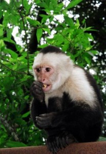 Beautiful Capuchin Monkey wanting to join new family