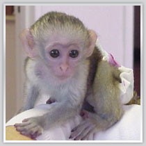 X-mas baby Capuchin monkeys available for adoption