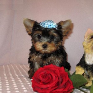 Adorable Male And Female Yorkies Puppies Ready For A New Home