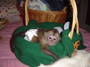 lovely female baby  capuchin monkey for re-homing and adoption.